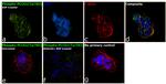 Phospho-PLCG1 (Tyr783) Antibody