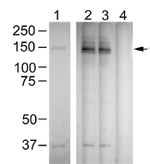 Phospho-PLCG1 (Tyr783) Antibody in Western Blot (WB)