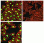 Phospho-SMAD1/SMAD5 (Ser463, Ser465) Antibody in Immunocytochemistry (ICC/IF)