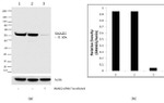 SMAD2 Antibody