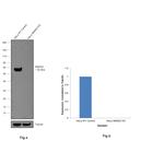 SMAD2 Antibody in Western Blot (WB)