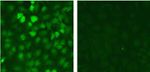 SMAD2 Antibody in Immunocytochemistry (ICC/IF)