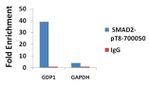 Phospho-SMAD2 (Thr8) Antibody in ChIP Assay (ChIP)