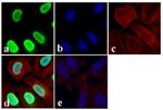 Phospho-SMAD2 (Thr8) Antibody in Immunocytochemistry (ICC/IF)