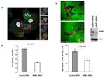 Vinculin Antibody in Immunocytochemistry (ICC/IF)