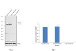 Vinculin Antibody in Western Blot (WB)