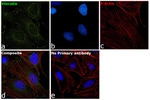 Vinculin Antibody in Immunocytochemistry (ICC/IF)