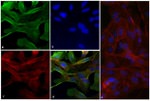 Vinculin Antibody in Immunocytochemistry (ICC/IF)