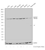 TAK1 Antibody in Western Blot (WB)