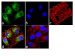 TAK1 Antibody in Immunocytochemistry (ICC/IF)