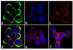 Phospho-c-Met (Tyr1230, Tyr1234, Tyr1235) Antibody in Immunocytochemistry (ICC/IF)