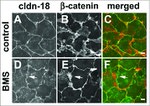 Claudin 18 Antibody in Immunocytochemistry (ICC/IF)