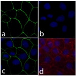 Claudin 18 Antibody in Immunocytochemistry (ICC/IF)