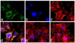 Caspase 3 Antibody