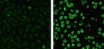 Caspase 3 Antibody