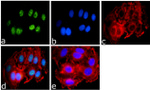 SUMO-3 Antibody in Immunocytochemistry (ICC/IF)