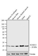 SUMO-3 Antibody in Western Blot (WB)