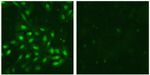 SUMO-3 Antibody in Immunocytochemistry (ICC/IF)