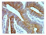 SUMO-3 Antibody in Immunohistochemistry (Paraffin) (IHC (P))