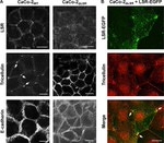 MARVELD2 Antibody in Immunocytochemistry (ICC/IF)