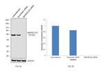 MARVELD2 Antibody in Western Blot (WB)