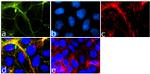 MARVELD2 Antibody in Immunocytochemistry (ICC/IF)