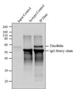 MARVELD2 Antibody in Immunoprecipitation (IP)