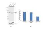 MARVELD2 Antibody in Western Blot (WB)