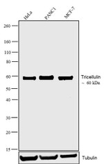 MARVELD2 Antibody in Western Blot (WB)