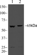 MARVELD2 Antibody in Western Blot (WB)