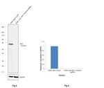 IRF7 Antibody