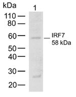 IRF7 Antibody in Western Blot (WB)