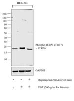 Phospho-4EBP1 (Thr37) Antibody in Western Blot (WB)