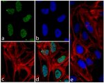 Phospho-4EBP1 (Thr37) Antibody in Immunocytochemistry (ICC/IF)