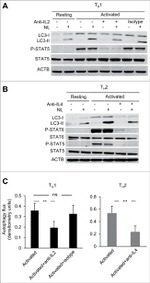 Phospho-STAT5 alpha (Tyr694) Antibody in Western Blot (WB)