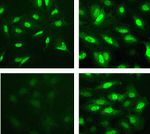 Phospho-STAT6 (Tyr641) Antibody in Immunocytochemistry (ICC/IF)