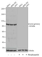 Phospho-STAT6 (Tyr641) Antibody in Western Blot (WB)