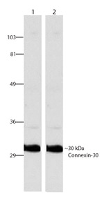 Connexin 30 Antibody in Western Blot (WB)