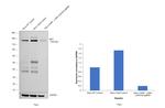 c-Met Antibody in Western Blot (WB)