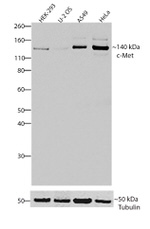 c-Met Antibody in Western Blot (WB)