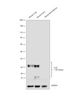 IL-33 Antibody in Western Blot (WB)