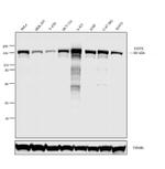 EGFR Antibody