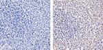 RIG-I Antibody in Immunohistochemistry (Paraffin) (IHC (P))