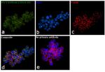 RIG-I Antibody in Immunocytochemistry (ICC/IF)