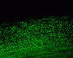 Connexin 46 Antibody in Immunohistochemistry (Paraffin) (IHC (P))