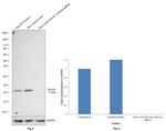 Survivin Antibody in Western Blot (WB)