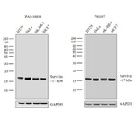 Survivin Antibody