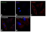 Survivin Antibody in Immunocytochemistry (ICC/IF)