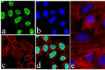 Survivin Antibody in Immunocytochemistry (ICC/IF)