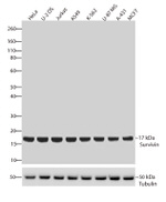 Survivin Antibody in Western Blot (WB)